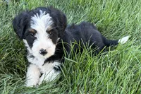 Julia, a female Bernedoodle for sale in Shipshewana, IN – 8 of 8