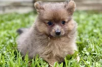 Whimsy, a female Pomeranian for sale in Shipshewana, IN – 10 of 10
