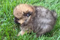 Tina , a female Pomeranian for sale in Shipshewana, IN – 6 of 6