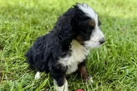 York, a male Bernese Mountain Dog and Miniature Bernedoodle for sale in Shipshewana, IN – 9 of 9
