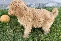 Ozzy, a male Goldendoodle for sale in Shipshewana, IN – 6 of 8