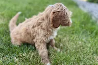 Olin, a male Goldendoodle for sale in Shipshewana, IN – 4 of 7
