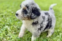 Yogi, a male Bernese Mountain Dog and Miniature Bernedoodle for sale in Shipshewana, IN – 5 of 10
