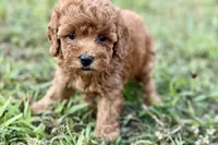 Bristol, a female Poodle - Toy  for sale in Shipshewana, IN – 5 of 9