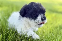 Poppy , a female Poodle - Miniature  for sale in Shipshewana, IN – 7 of 9