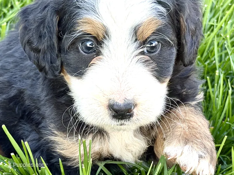 Oreo – Bernedoodle puppy for sale in Shipshewana, IN