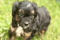 Ordin, a male Bernedoodle for sale in Shipshewana, IN – 6 of 9