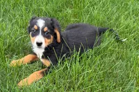 Jen, a female Bernedoodle for sale in Shipshewana, IN – 7 of 9