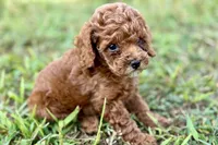 Bree, a female Poodle - Toy  for sale in Shipshewana, IN – 9 of 9