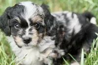 Ottor , a male Bernedoodle for sale in Shipshewana, IN – 2 of 9