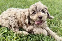 York, a male Goldendoodle for sale in Shipshewana, IN – 8 of 10
