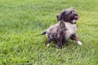 Yulian , a male Miniature Bernedoodle for sale in Shipshewana, IN – 6 of 9