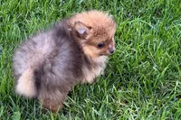 Toby, a male Pomeranian for sale in Shipshewana, IN – 2 of 10