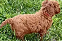 Waverly, a female Miniature Goldendoodle for sale in Shipshewana, IN – 2 of 10