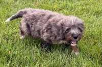 Yulian , a male Miniature Bernedoodle for sale in Shipshewana, IN – 3 of 9