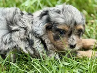 Orbana, a female Bernedoodle for sale in Shipshewana, IN – 9 of 9