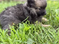 Waffles, a male Pomeranian for sale in Shipshewana, IN – 9 of 9