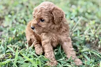 Cassie, a female Poodle - Toy  for sale in Shipshewana, IN – 6 of 9