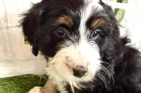 Nicole, a female Bernese Mountain Dog and Miniature Bernedoodle for sale in Shipshewana, IN – Photo 7 of 10
