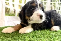 Nicole, a female Bernese Mountain Dog and Miniature Bernedoodle for sale in Shipshewana, IN – Photo 1 of 10