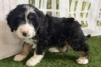 Nicole, a female Bernese Mountain Dog and Miniature Bernedoodle for sale in Shipshewana, IN – Photo 9 of 10