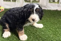 Nicole, a female Bernese Mountain Dog and Miniature Bernedoodle for sale in Shipshewana, IN – Photo 3 of 10