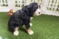 Nicole, a female Bernese Mountain Dog and Miniature Bernedoodle for sale in Shipshewana, IN – Photo 4 of 10