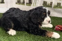 Nicole, a female Bernese Mountain Dog and Miniature Bernedoodle for sale in Shipshewana, IN – Photo 6 of 10