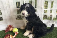 Nicole, a female Bernese Mountain Dog and Miniature Bernedoodle for sale in Shipshewana, IN – Photo 2 of 10