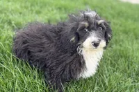 Conner, a male Miniature Bernedoodle for sale in Shipshewana, IN – 8 of 9