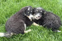 Conner, a male Miniature Bernedoodle for sale in Shipshewana, IN – 5 of 9