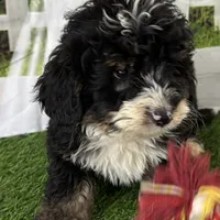 Conner, a male Miniature Bernedoodle for sale in Shipshewana, IN – Photo 1 of 10