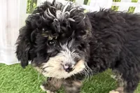 processed/632ae00d-cb25-448f-9769-381ae2030b8e/listing/07bb3519-0766-435f-ac6b-ad034dfae7f8/27bb25df-e4ec-4300-bc98-b79e557b09c6