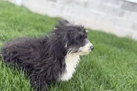 Conner, a male Miniature Bernedoodle for sale in Shipshewana, IN – 9 of 9