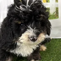 Conner, a male Miniature Bernedoodle for sale in Shipshewana, IN – Photo 8 of 10