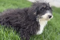 Conner, a male Miniature Bernedoodle for sale in Shipshewana, IN – 4 of 9