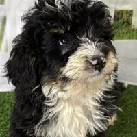 Conner, a male Miniature Bernedoodle for sale in Shipshewana, IN – Photo 5 of 10