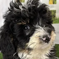 Conner, a male Miniature Bernedoodle for sale in Shipshewana, IN – Photo 6 of 10