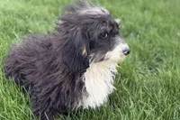 Conner, a male Miniature Bernedoodle for sale in Shipshewana, IN – 6 of 9