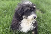 Conner, a male Miniature Bernedoodle for sale in Shipshewana, IN – 2 of 9