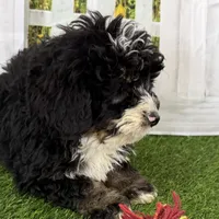 Conner, a male Miniature Bernedoodle for sale in Shipshewana, IN – Photo 2 of 10