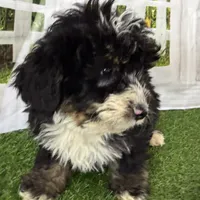 Conner, a male Miniature Bernedoodle for sale in Shipshewana, IN – Photo 7 of 10