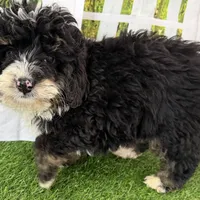 Conner, a male Miniature Bernedoodle for sale in Shipshewana, IN – Photo 9 of 10