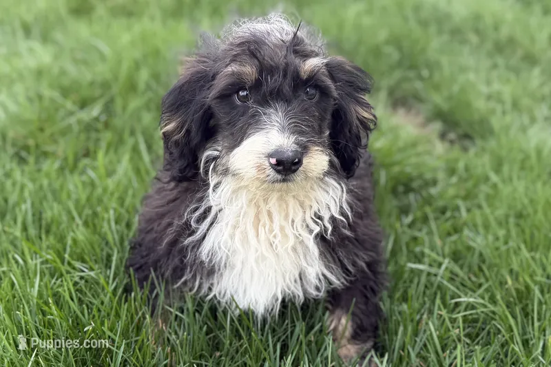 Conner – Miniature Bernedoodle puppy for sale in Shipshewana, IN