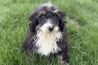 Conner, a male Miniature Bernedoodle for sale in Shipshewana, IN – 1 of 9
