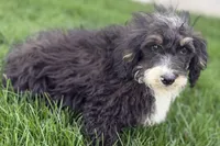Conner, a male Miniature Bernedoodle for sale in Shipshewana, IN – 7 of 9