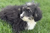 Conner, a male Miniature Bernedoodle for sale in Shipshewana, IN – 3 of 9