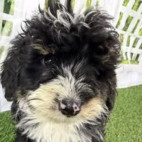 Conner, a male Miniature Bernedoodle for sale in Shipshewana, IN – Photo 4 of 10