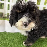 Conner, a male Miniature Bernedoodle for sale in Shipshewana, IN – Photo 10 of 10