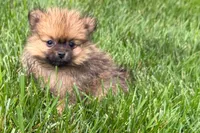 Urie, a male Pomeranian for sale in Shipshewana, IN – 2 of 7
